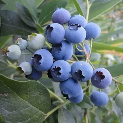 Голубика ЛЕГАЦИЯ в Волковыске