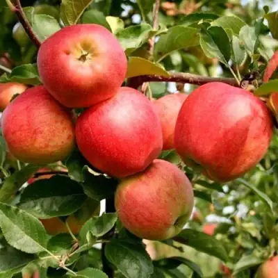 Яблоня ГАЛА МАСТ в Волковыске