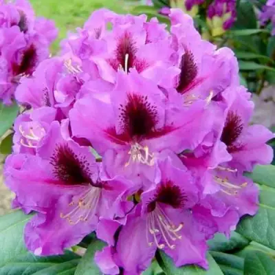 Рододендрон РАСПУТИН в Волковыске