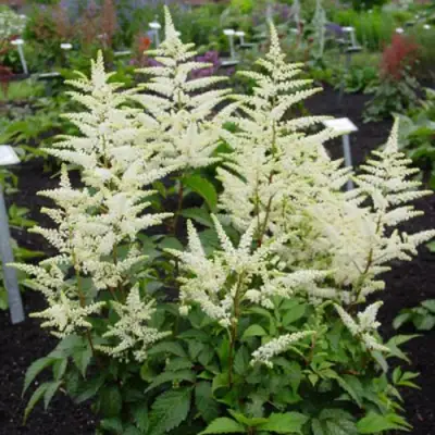 Астильба БРАУТШЛЕЙЕР Арендса в Волковыске