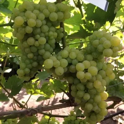 виноград кишмиш 311