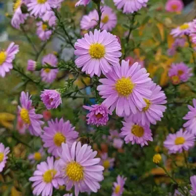 Астра СТРОУБЕРРИ ЭНД КРИМ новобельгийская в Волковыске