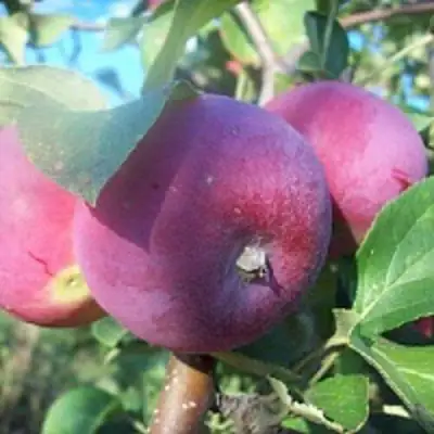 Яблоня СЕРЕБРЯНОЕ КОПЫТЦЕ в Волковыске