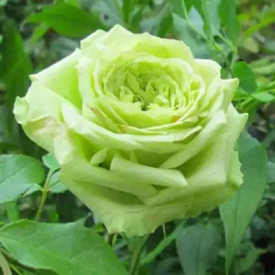 Роза СУПЕР ГРИН чайно-гибридная в Волковыске