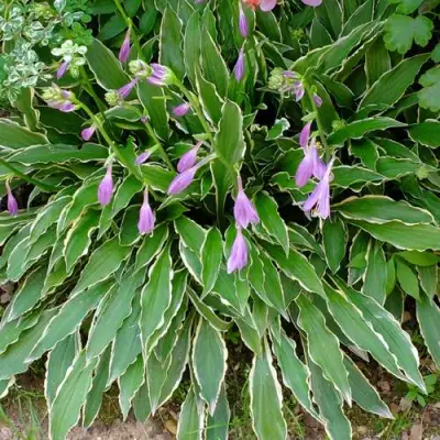 Хоста СТИЛЕТТО гибридная в Волковыске