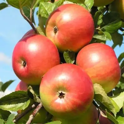 Яблоня ФРИДОМ в Волковыске