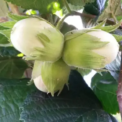 Фундук ЮННАТ в Волковыске