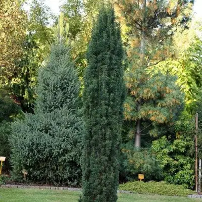 Тис ВОЙТЕК средний  в Волковыске