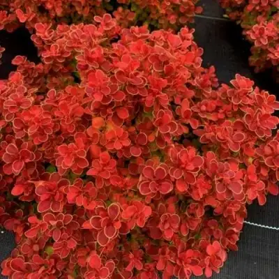 Барбарис РЕД ХОТ ЧИЛИ тунберга в Волковыске