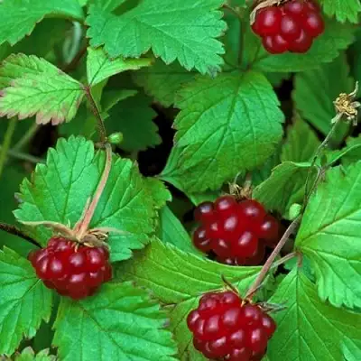 Княженика АУРА в Волковыске