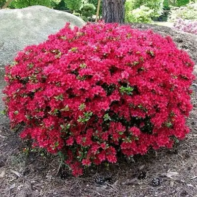 Азалия КАНЗОНЕТТА японская в Волковыске