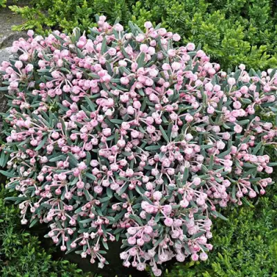 Андромеда БЛЮ АЙС многолистная   в Волковыске