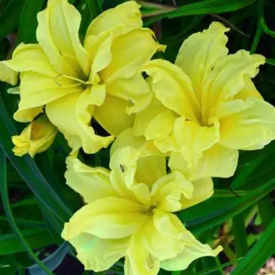 Лилейник ДАБЛ РИВЕР ВАЙ гибридный в Волковыске