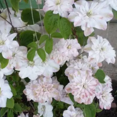 Клематис ИННОСЕНТ БЛАШ в Волковыске