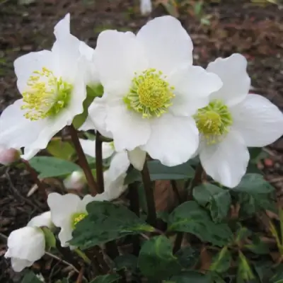 Морозник ЧЕРНЫЙ в Волковыске