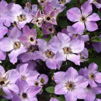 Клематис МОНИНГ СКАЙ в Волковыске