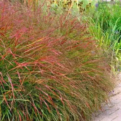 Просо ШЕНАНДО прутьевидное в Волковыске