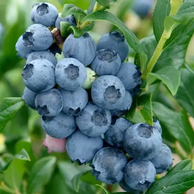 Голубика ХАРДИБЛЮ в Волковыске