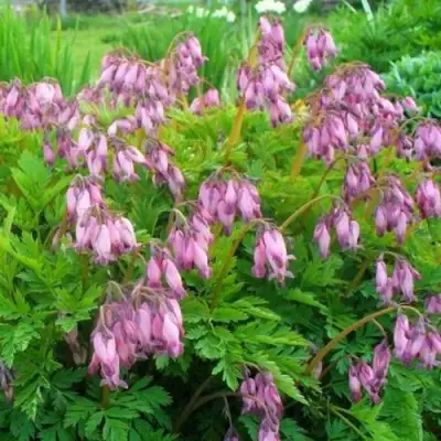 Дицентра изящная в Волковыске