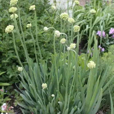 Лук слизун в Волковыске