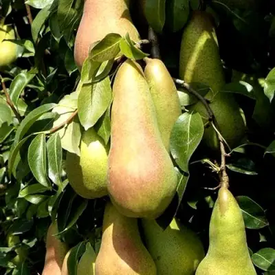 Груша КОНКОРД в Волковыске