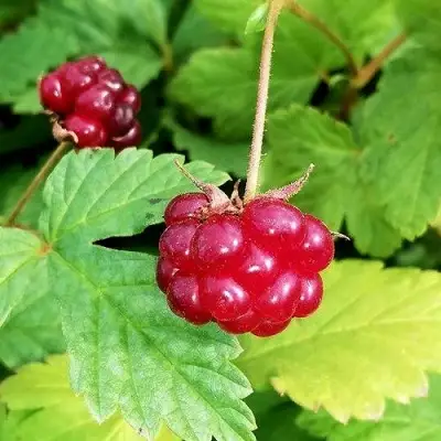 Княженика АННА в Волковыске