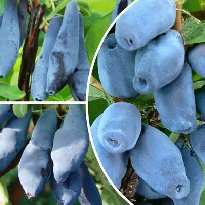 Комплект СИЯНИЕ ГЛАЗ в Волковыске