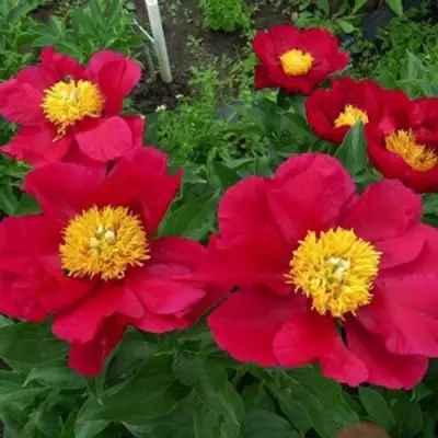 Пион АМЕРИКА травянистый в Волковыске