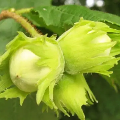 Фундук КАТАЛОНСКИЙ в Волковыске