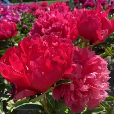 Пион БЕЛГРАВИЯ травянистый в Волковыске