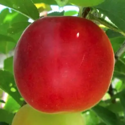 Плумкот БИРИКОККОЛО БОЛОГНЕС в Волковыске