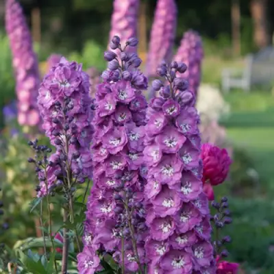 Дельфиниум ДЕЛЬФИС ПИНК ПАУЭ высокий в Волковыске