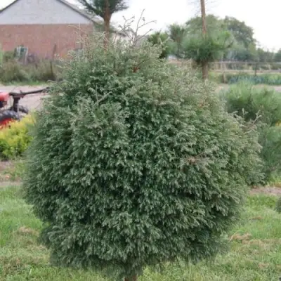 Туя вересковидная в Волковыске