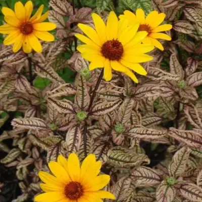 Гелиопсис САММЕР ПИНК в Волковыске