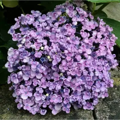 Гортензия АИША крупнолистная  в Волковыске