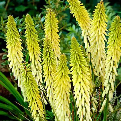 Книфофия ЛИТТЛ МЕЙД гибридная в Волковыске