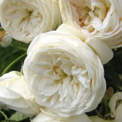 Роза АРТЕМИС шраб в Волковыске