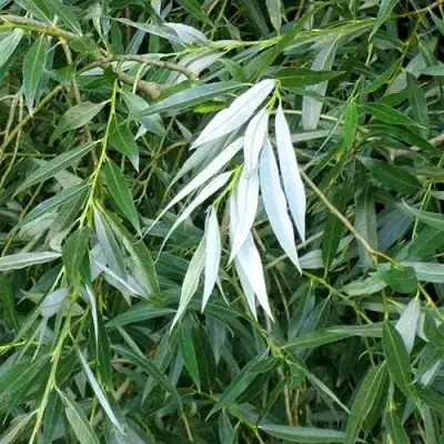 Ива ломкая  в Волковыске