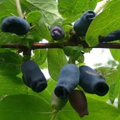 Жимолость съедобная НАРЫМСКАЯ в Волковыске