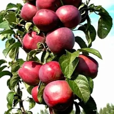 Яблоня МОСКОВСКОЕ ОЖЕРЕЛЬЕ колонновидная в Волковыске