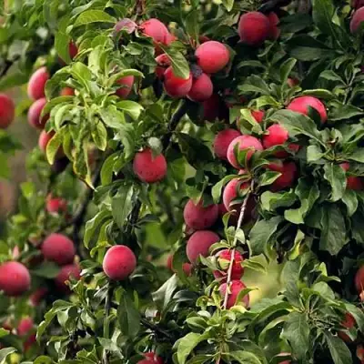 Слива КЛЕОПАТРА в Волковыске