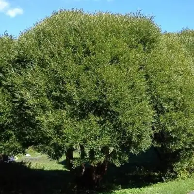 Ива ломкая  в Волковыске