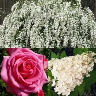 Комплект ВЕЧНАЯ КЛАССИКА в Волковыске