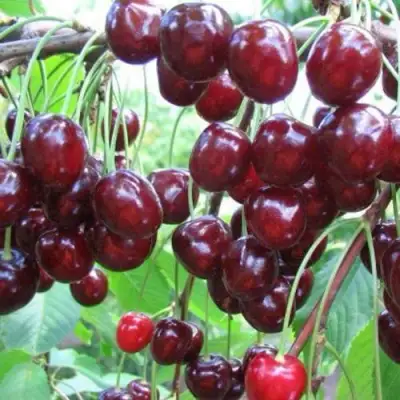 Черешня ОВСТУЖЕНКА в Волковыске