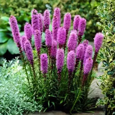 Лиатрис РОЗЕА колосковая в Волковыске