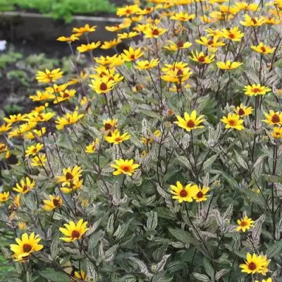 Гелиопсис САММЕР ПИНК в Волковыске