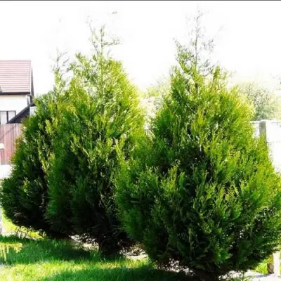 Туя АТРОВИРЕНС складчатая в Волковыске