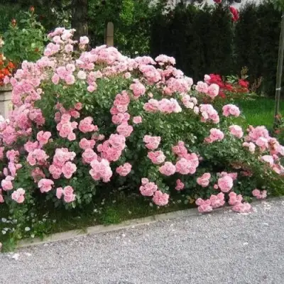 Роза БОНИКА флорибунда в Волковыске