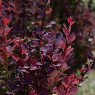 Барбарис ХЕЛМОНД ПИЛЛАР тунберга в Волковыске