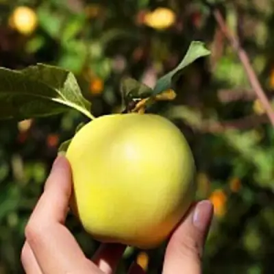 Яблоня РОССИЯНКА в Волковыске